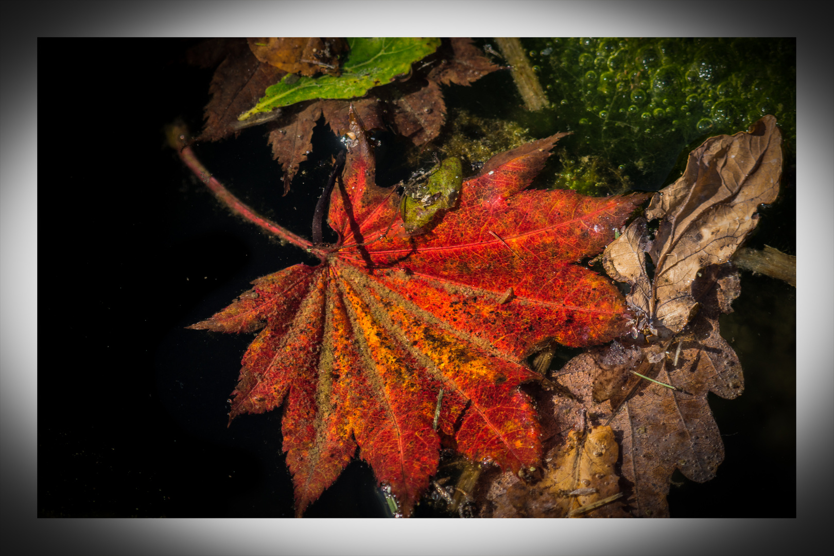 herbst ist gekommen frühling ist weit