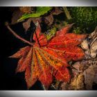 herbst ist gekommen frühling ist weit