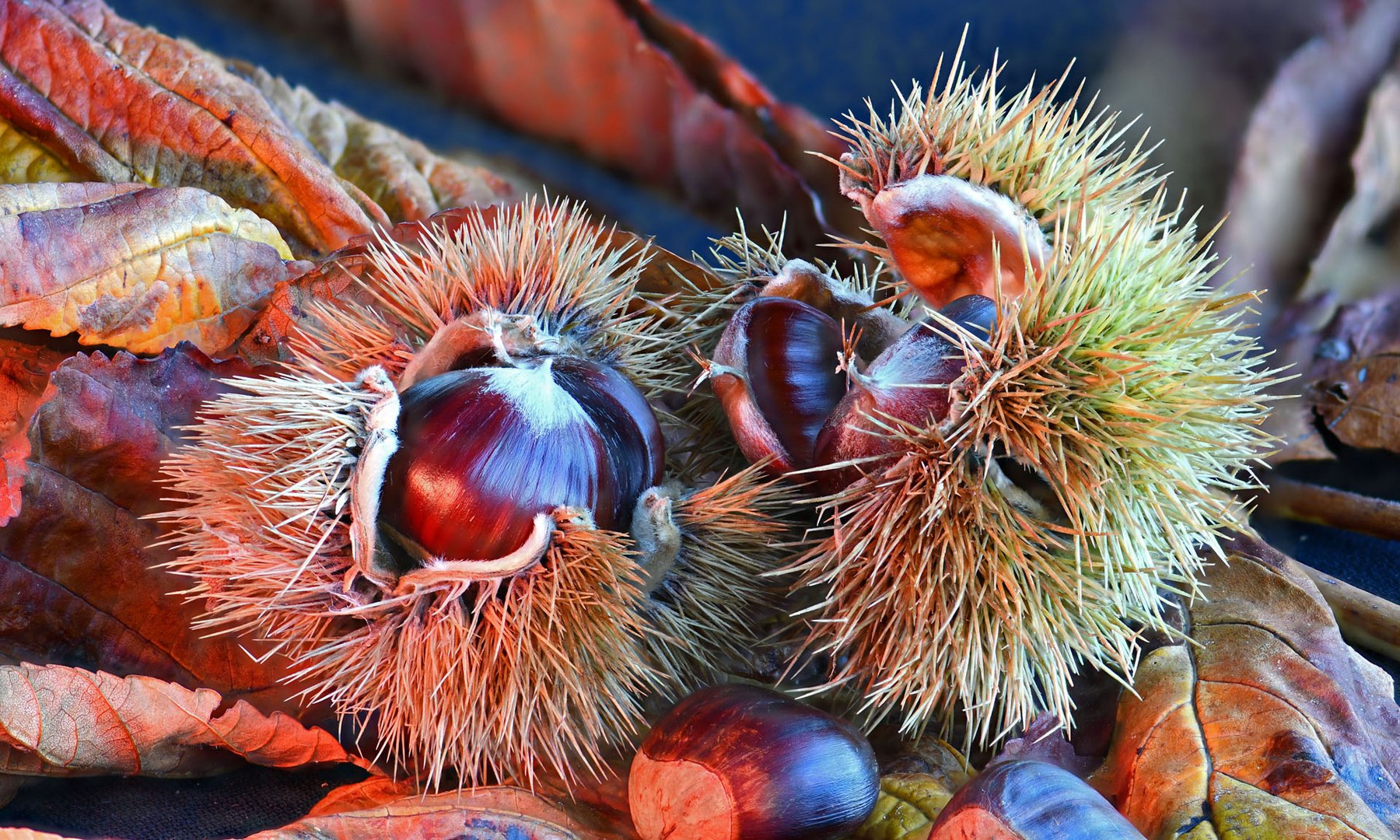 Herbst ist Kastanienzeit