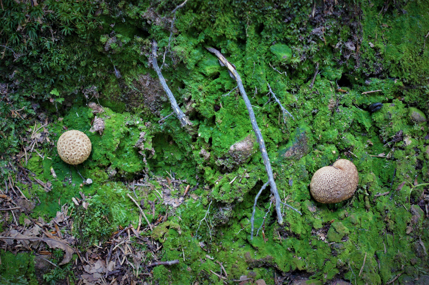 Herbst ist Pilz Zeit