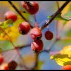 "Herbst ist Punk"