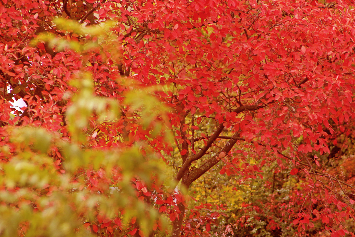 Herbst Ist Schön