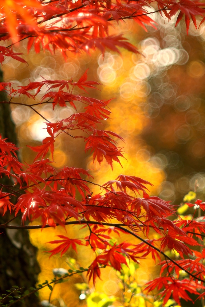 "Herbst ist schön "