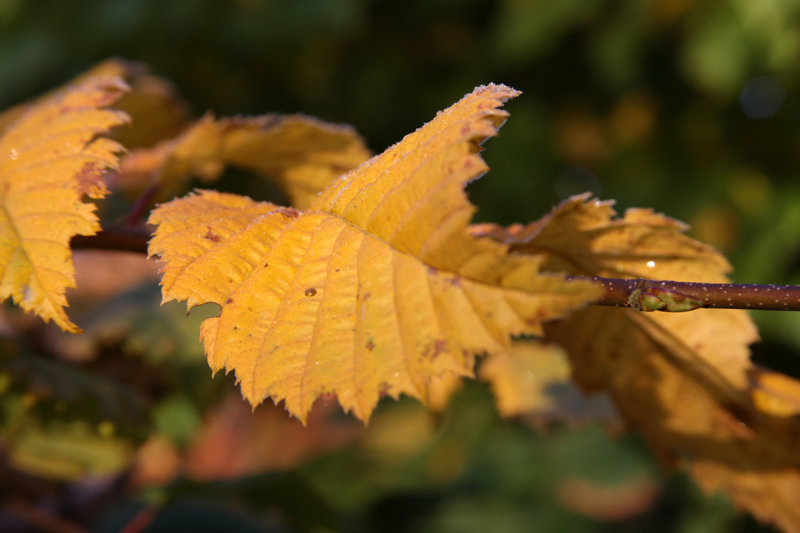 Herbst ist schön!