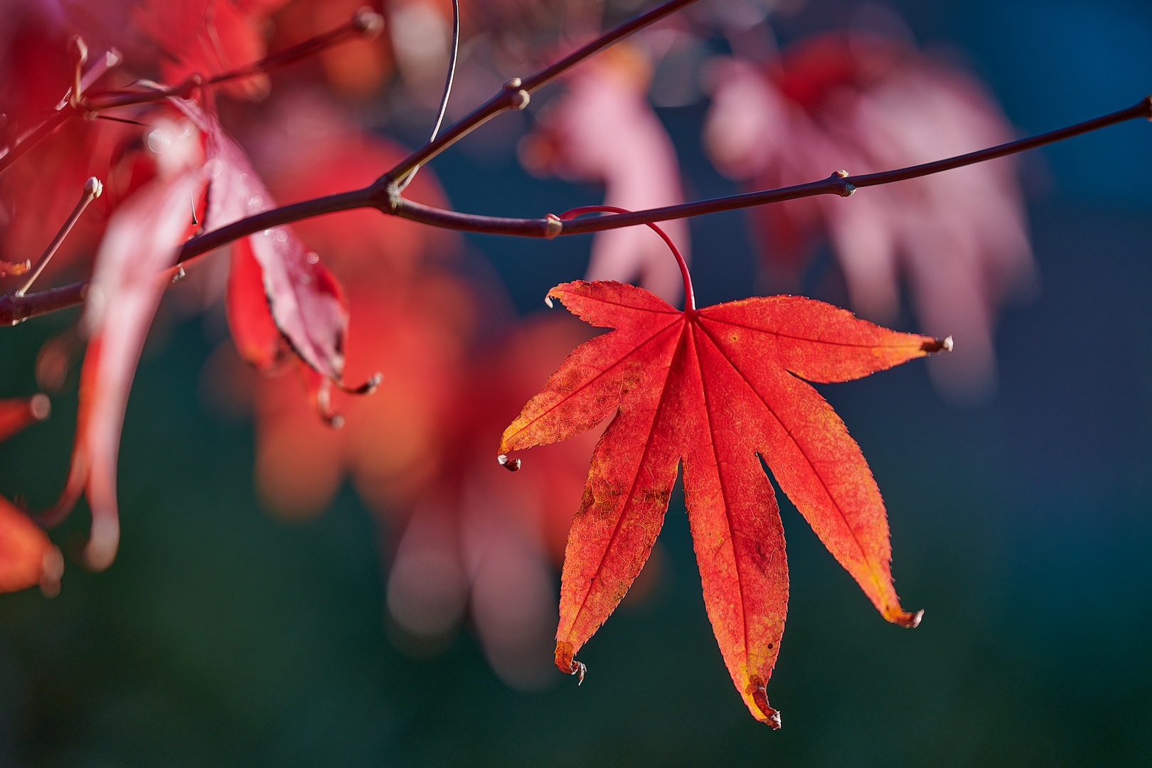 Herbst ist sowieso 