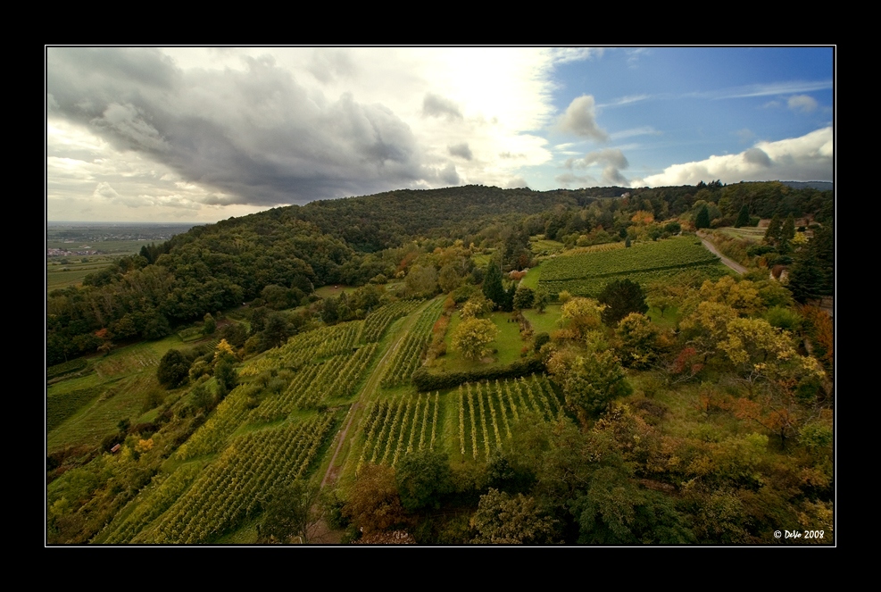 Herbst ist Weinzeit