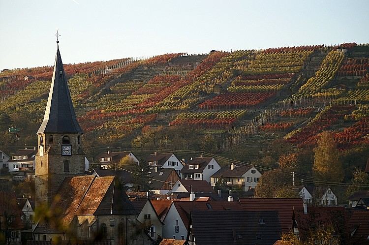 Herbst ist`s im Weinberg