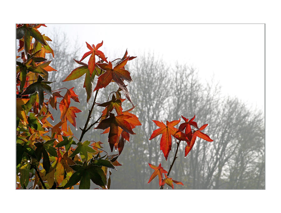 Herbst IV