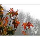 Herbst IV