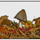 Herbst IV