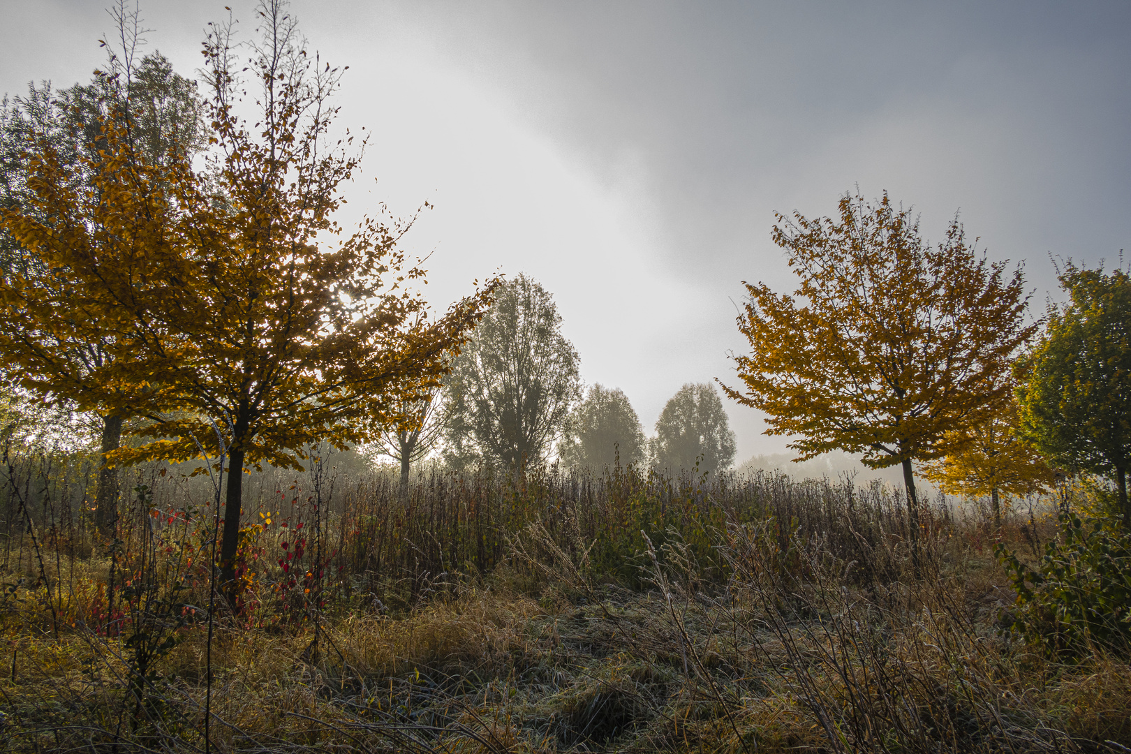 Herbst IV - Nebel in der Auenlandschaft