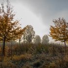 Herbst IV - Nebel in der Auenlandschaft