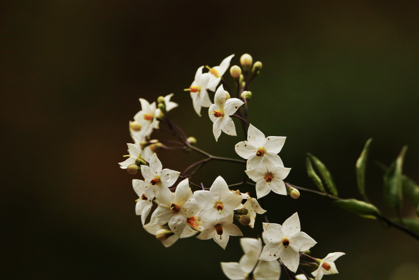 Herbst / Jasmin