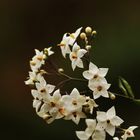 Herbst / Jasmin