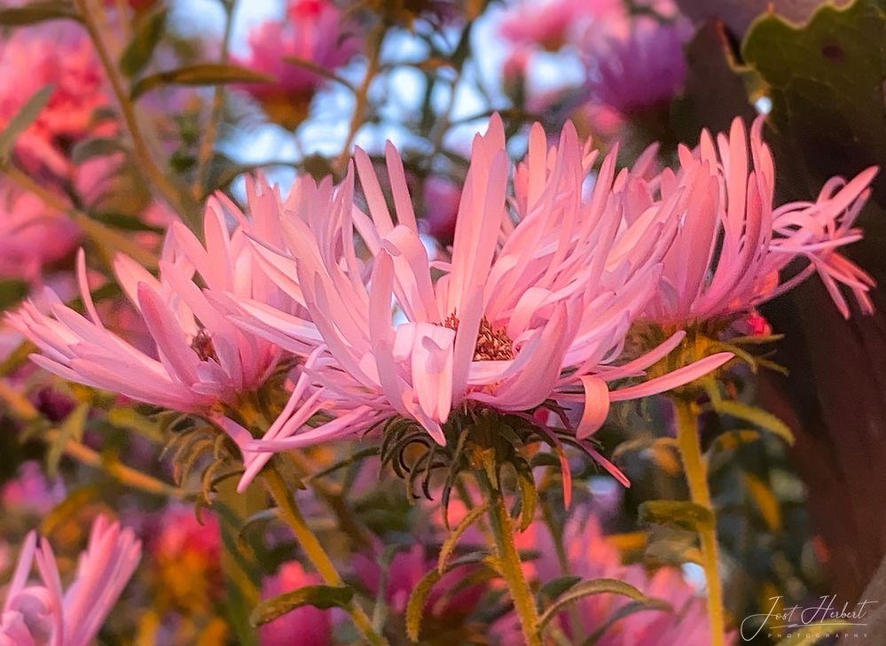 Herbst kann auch Rosa sein!