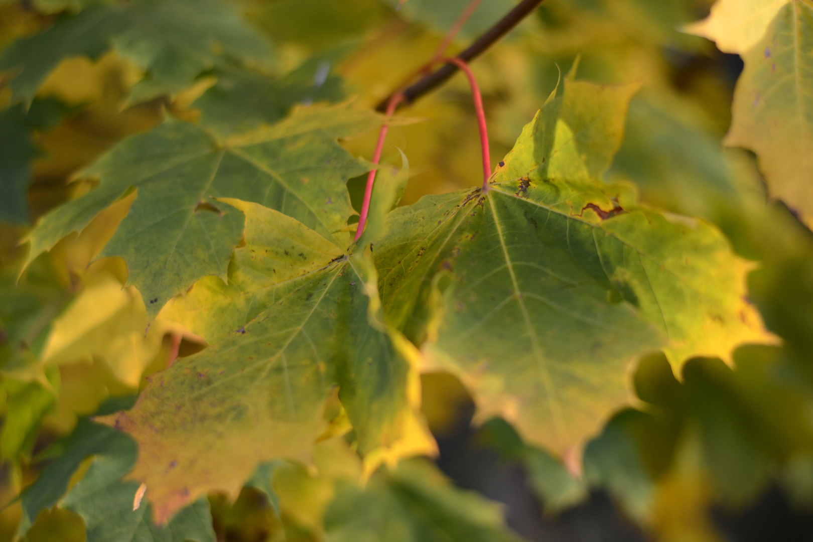 Herbst kann auch schön sein...