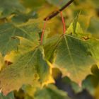 Herbst kann auch schön sein...