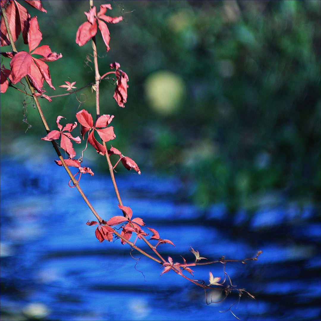 Herbst kann so bunt sein :-)