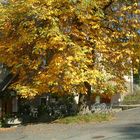 Herbst Kastanie