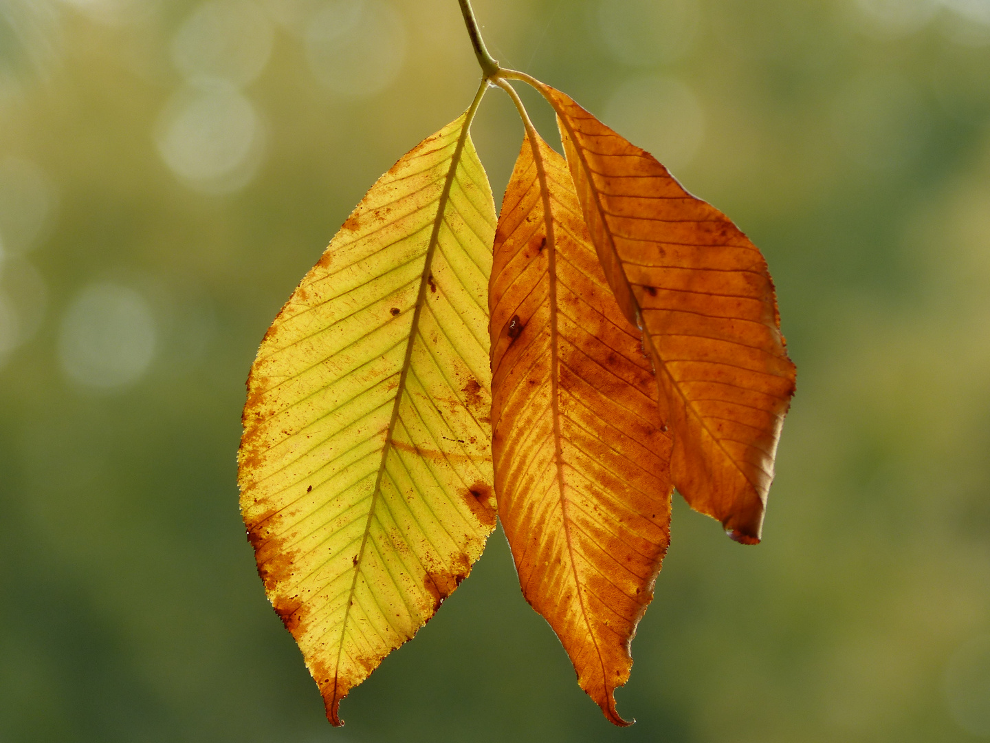 Herbst - Kastanien - Blätter Foto & Bild | bäume, natur, herbst Bilder