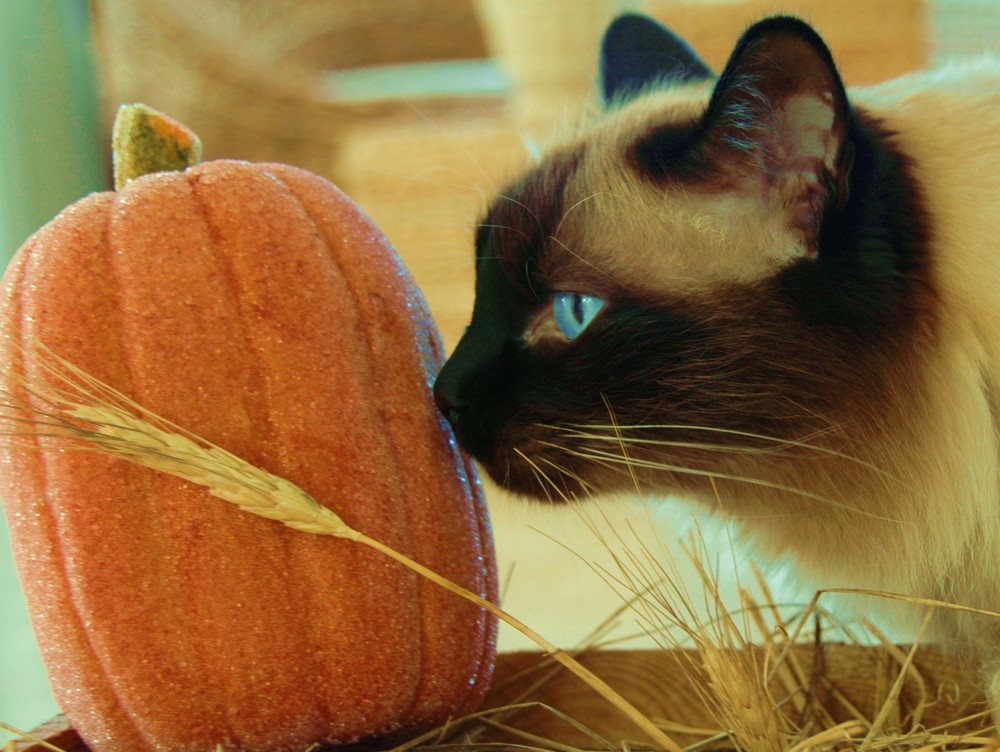 Herbst-Kater