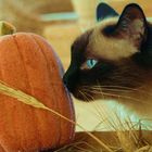 Herbst-Kater