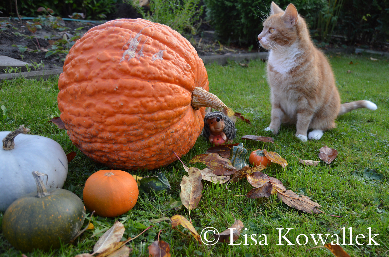 Herbst - Kater mit Kürbissen