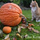 Herbst - Kater mit Kürbissen