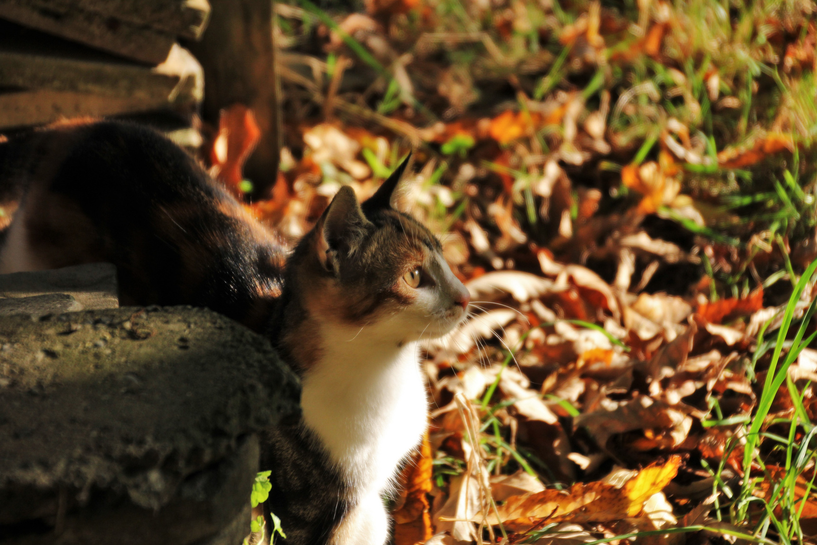 Herbst-Katze