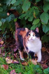 Herbst Katze