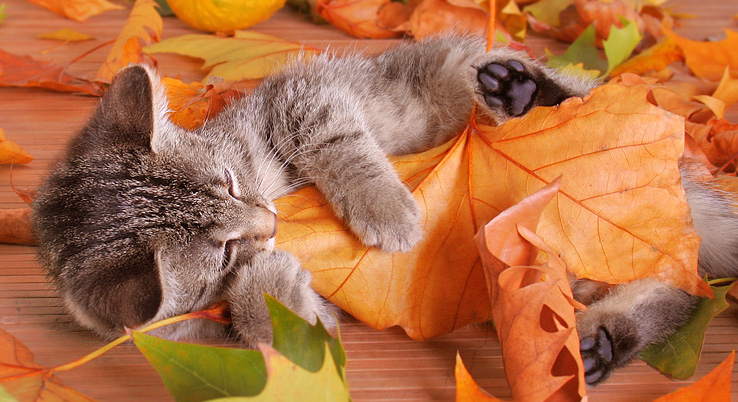 Herbst-Katze Foto & Bild | tiere, haustiere, katzen Bilder ...