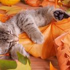 Herbst-Katze