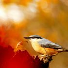 Herbst-Kleiber 