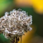 Herbst kommt