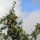 Herbst kommt - Erntezeit...