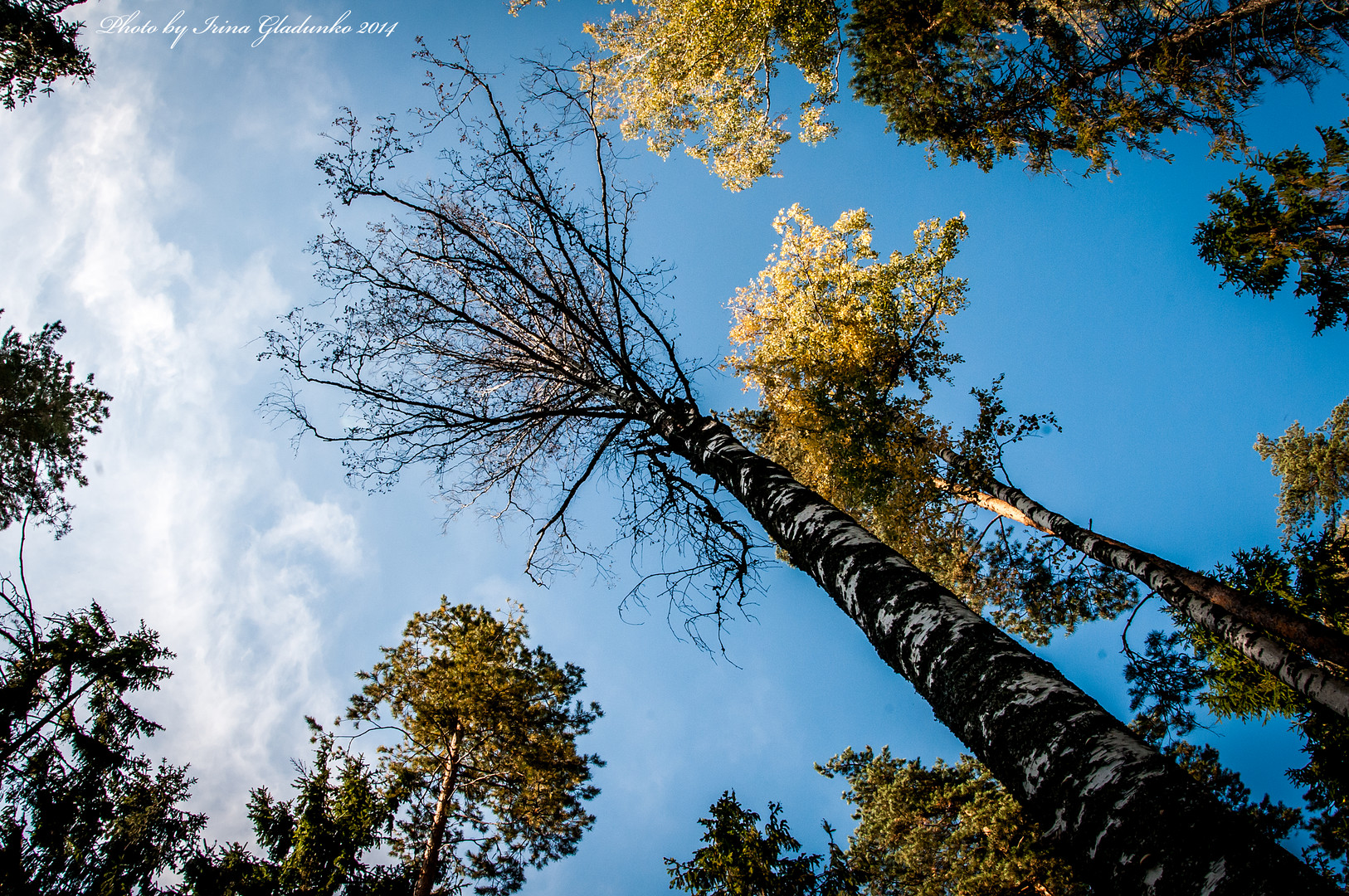 Herbst kommt in den Wald