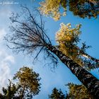 Herbst kommt in den Wald