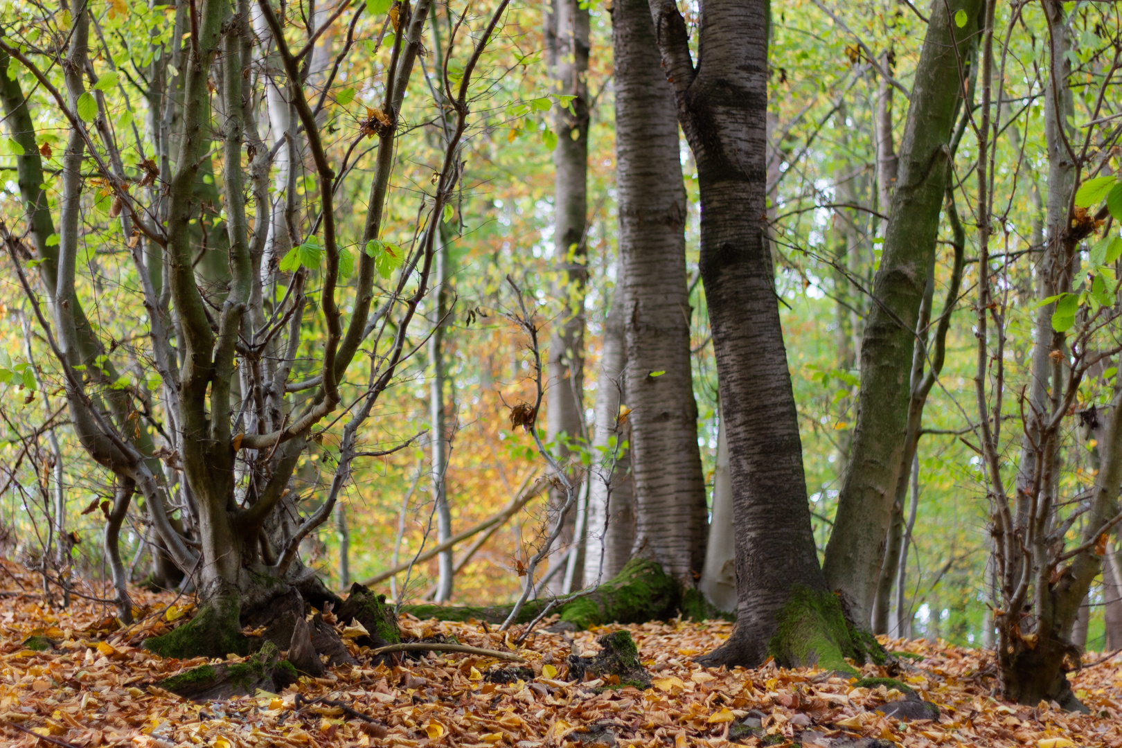 Herbst-kontrast