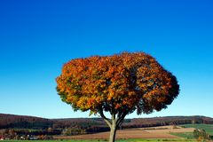 Herbst - Kontrast