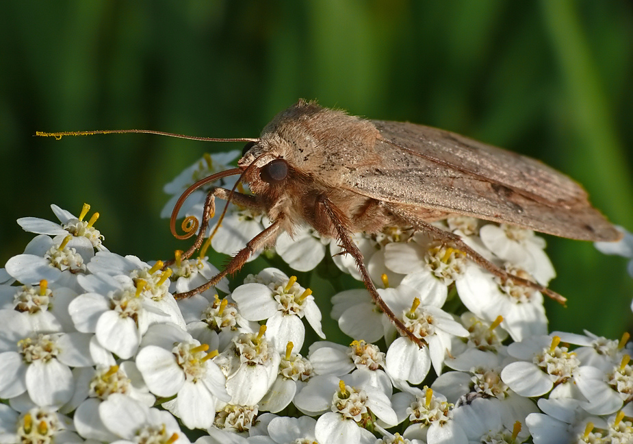 Herbst-Kreuzflügel (Alsophila aceraria) ? im Profil NEIN! Sondern: Hausmutter (Noctua pronuba)