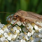 Herbst-Kreuzflügel (Alsophila aceraria) ? im Profil NEIN! Sondern: Hausmutter (Noctua pronuba)