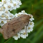 Herbst-Kreuzflügel (Alsophila aceraria) ? NEIN! Sondern: Hausmutter (Noctua pronuba)