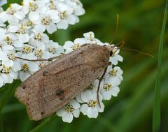 Herbst-Kreuzflügel (Alsophila aceraria) ? NEIN! Sondern: Hausmutter (Noctua pronuba)