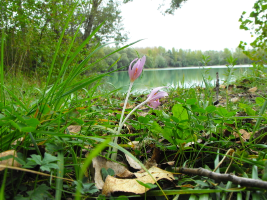 Herbst.-Krokus