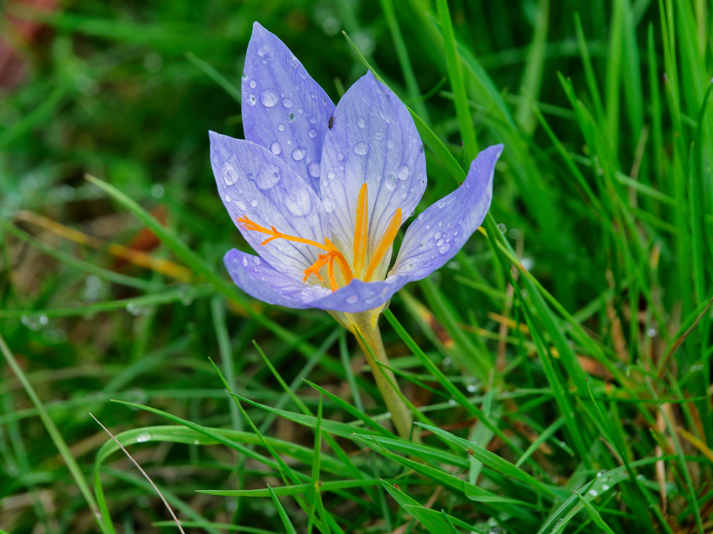 Herbst Krokus 