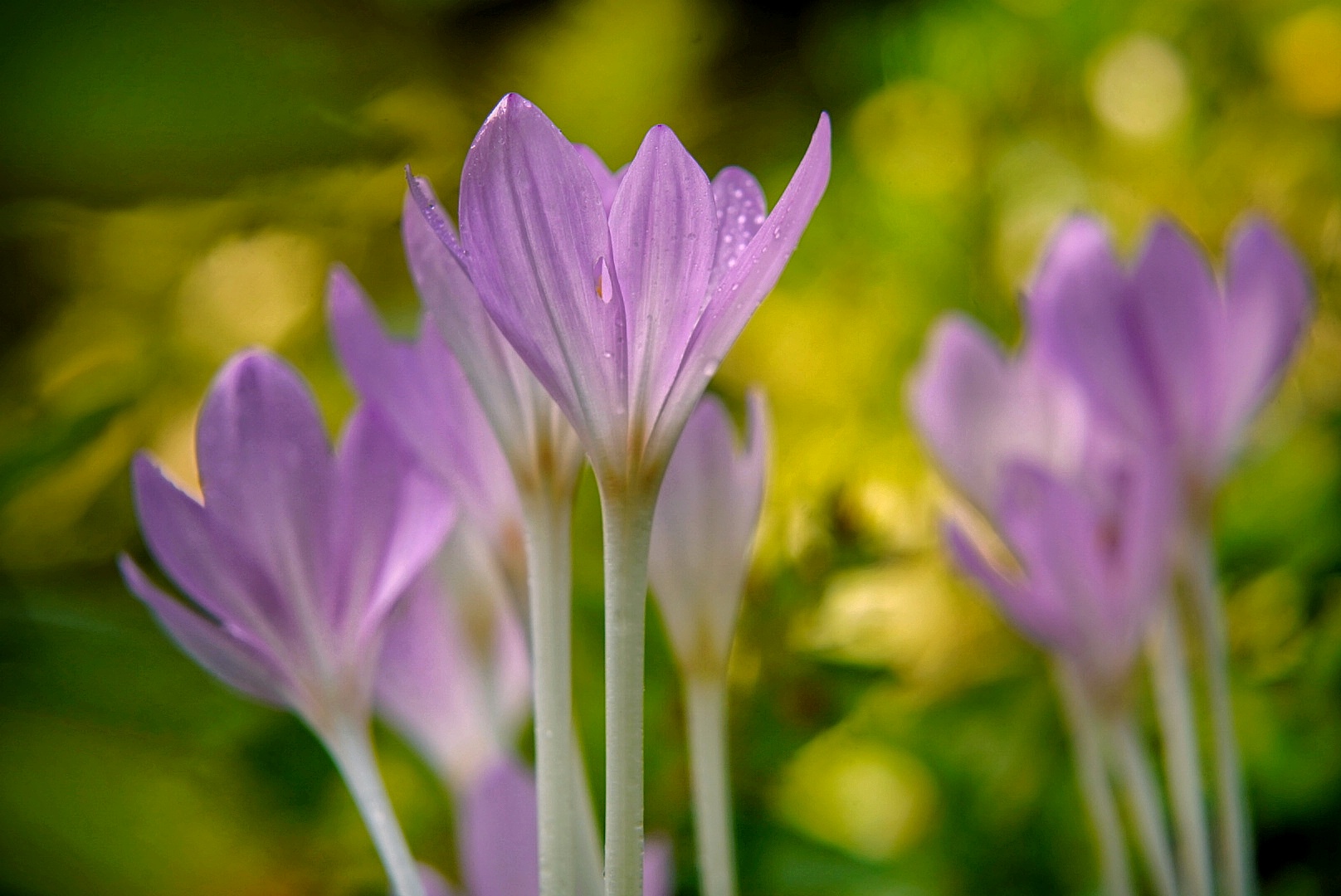 Herbst Krokus, heute entdeckt 