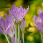 Herbst Krokus, heute entdeckt 