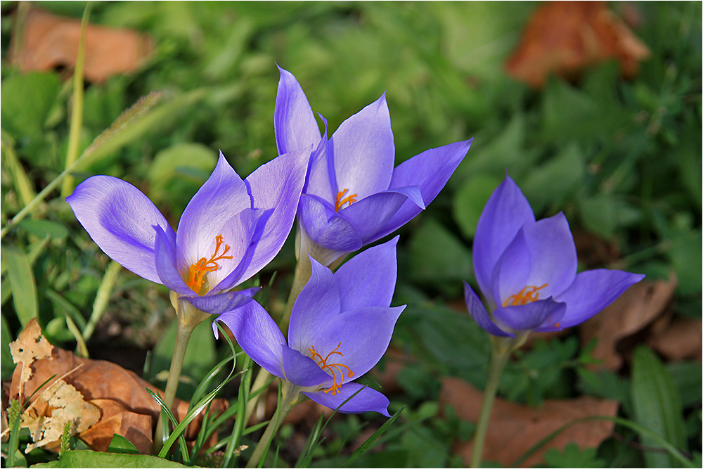 Herbst-Krokusse