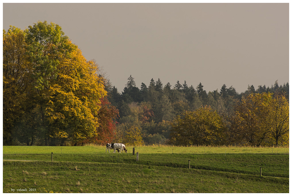 Herbst-Kühe