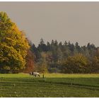 Herbst-Kühe